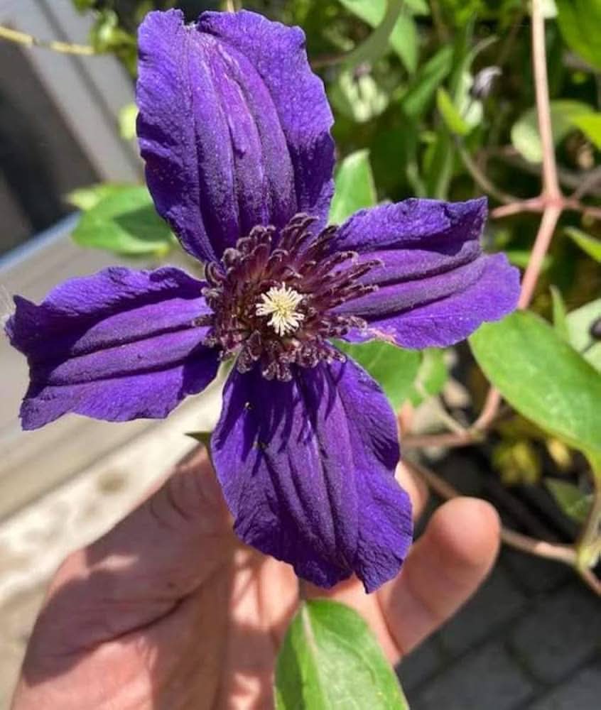violet clematis flower seeds
