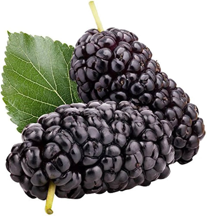 Heirloom Non-GMO Mulberry Flower Seeds | Sweet Shahtoot Morus Indica for Home Gardens