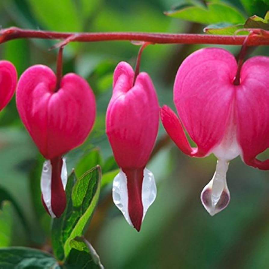 dicentra spectabilis flower seeds
