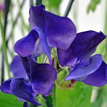 Blue Sweet Pea Flower Seeds for Planting