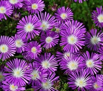 purple delosperma flower seeds