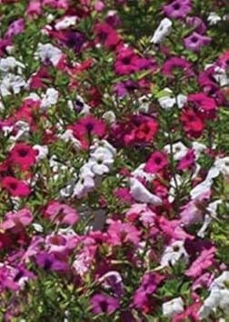 Flower Seeds, Seeds for Planting, Plant Seeds
