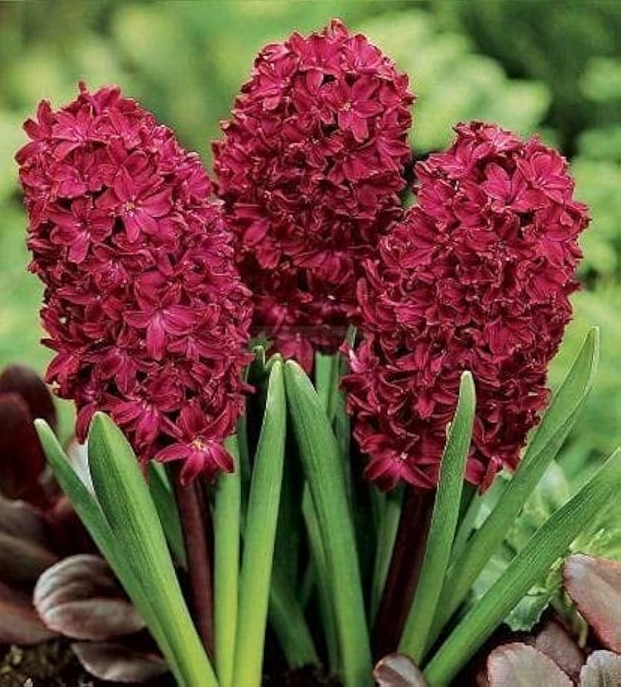 red hyacinth flower seeds