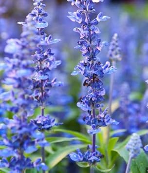 Flower Seeds, Seeds for Planting, Plant Seeds