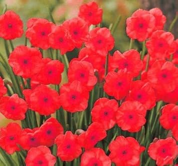 Flower Seeds, Seeds for Planting, Plant Seeds