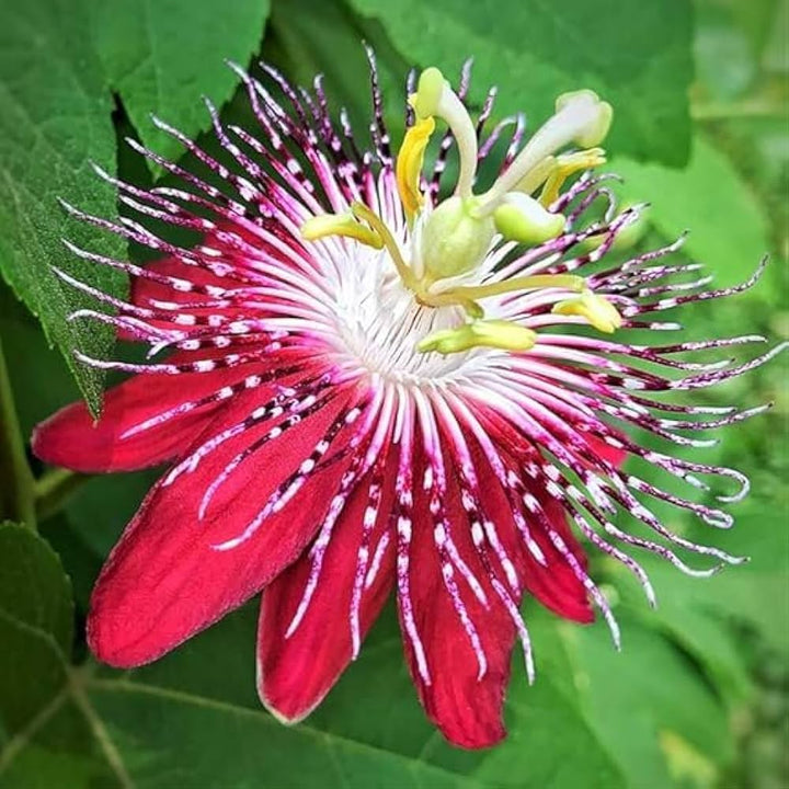 Organic Heirloom Red Passion Flower Seeds – Non-GMO Exotic Climbing Seeds for Planting, High Germination