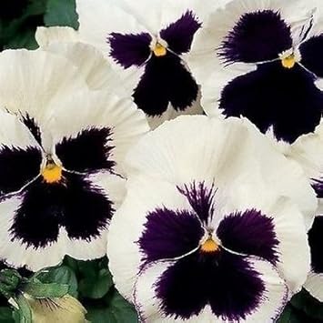 white black flower seeds