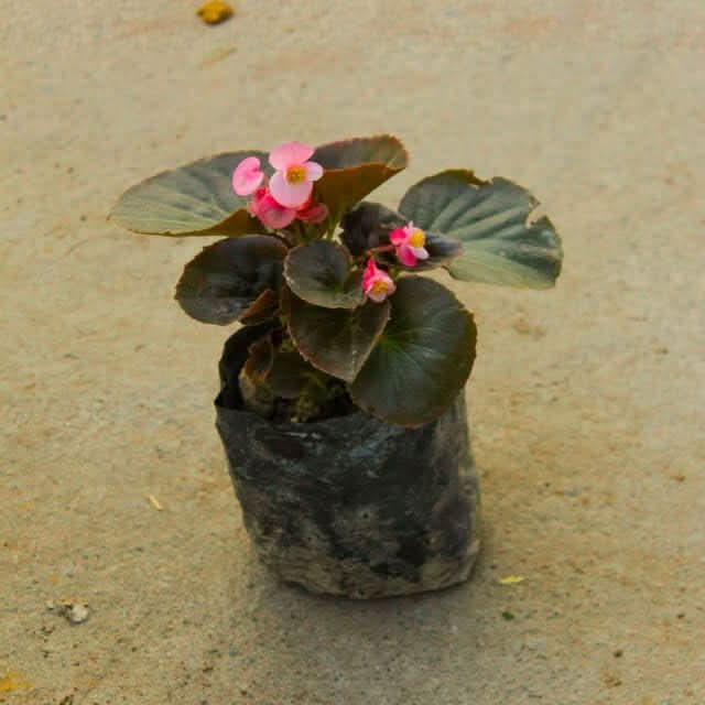mixed begonia flower seeds