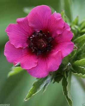 pink miss flower seeds