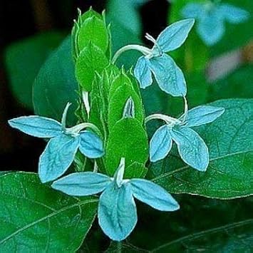 blue heirloom flower seeds