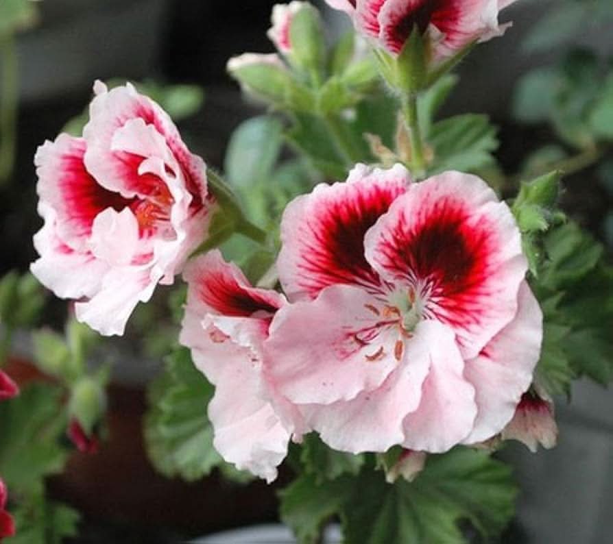 univalve geranium flower seeds