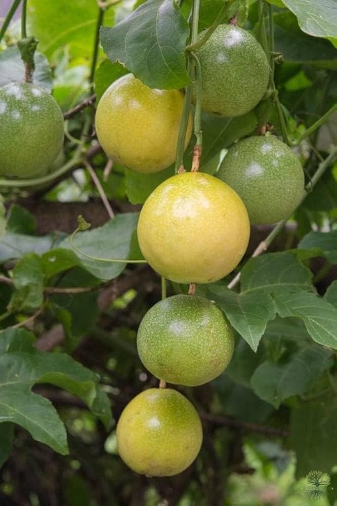 Passiflora Edulis Passionsfrugtfrø til Plantning Grønt 100 stk