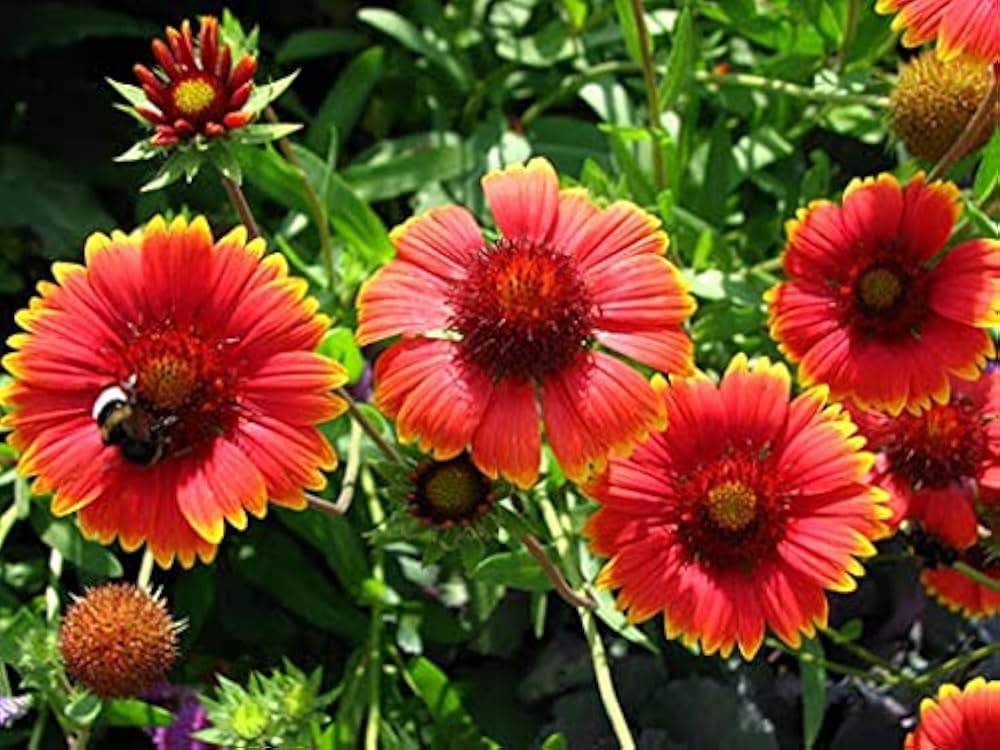 sundance gaillardia flower seeds