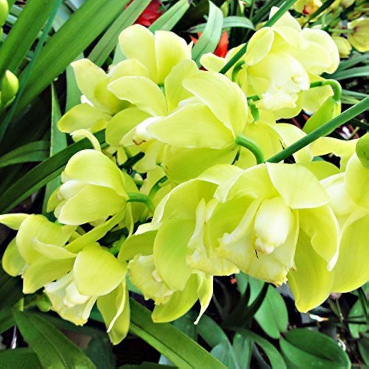 Light Green Cymbidium Orchid Seeds for Planting – Heirloom Non-GMO, High Germination Organic Garden Seeds