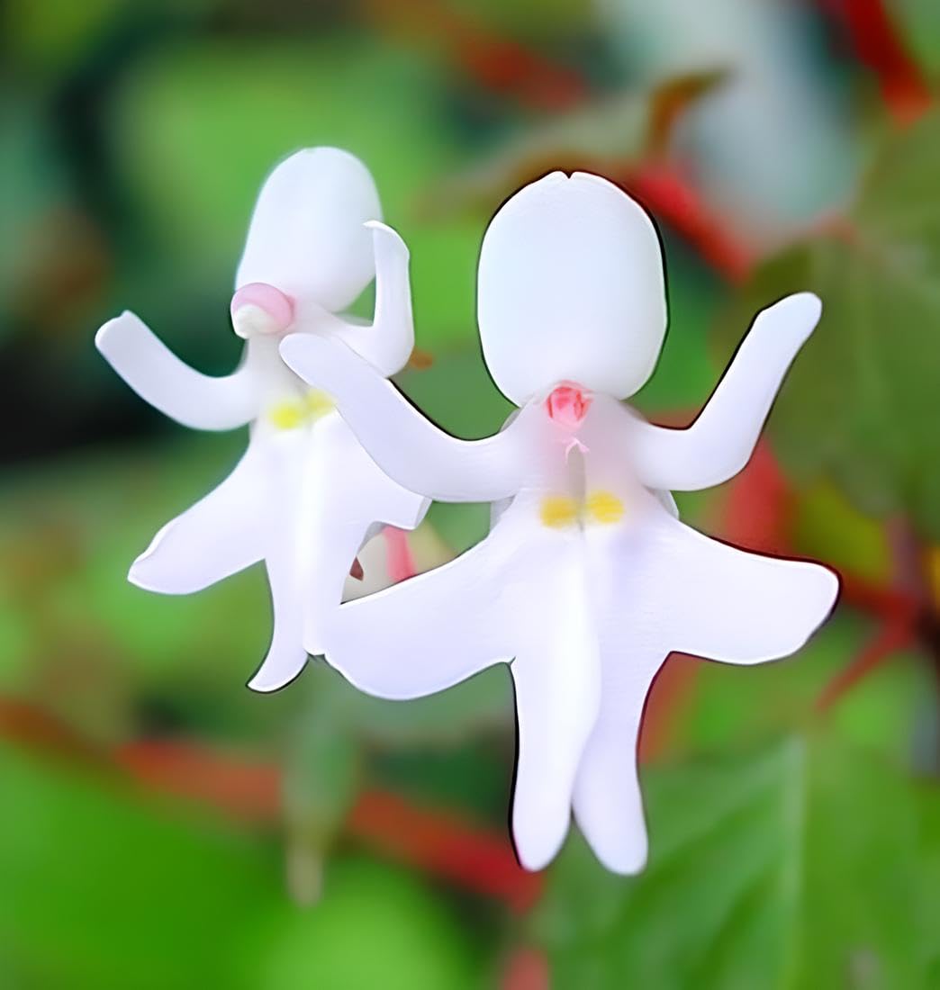 Baby Face Orchid Flower Seeds for Planting, 100 pcs