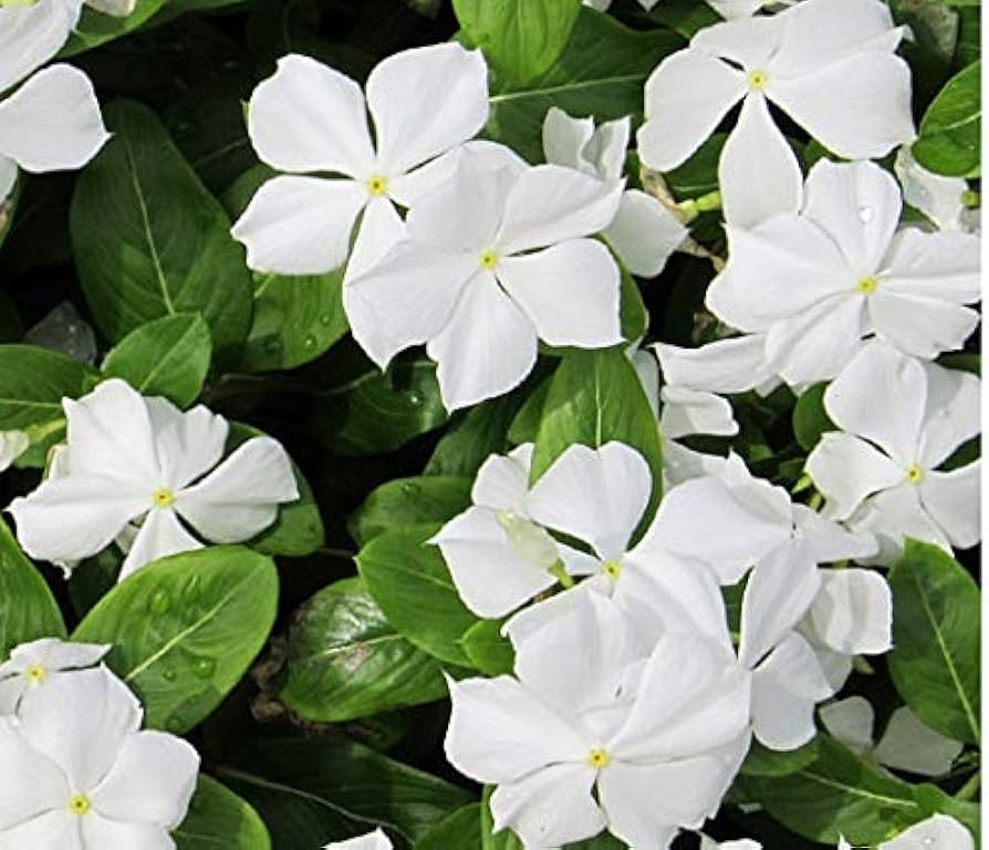 Fresh Periwinkle Vinca Flower Seeds for Planting, White 100 pcs