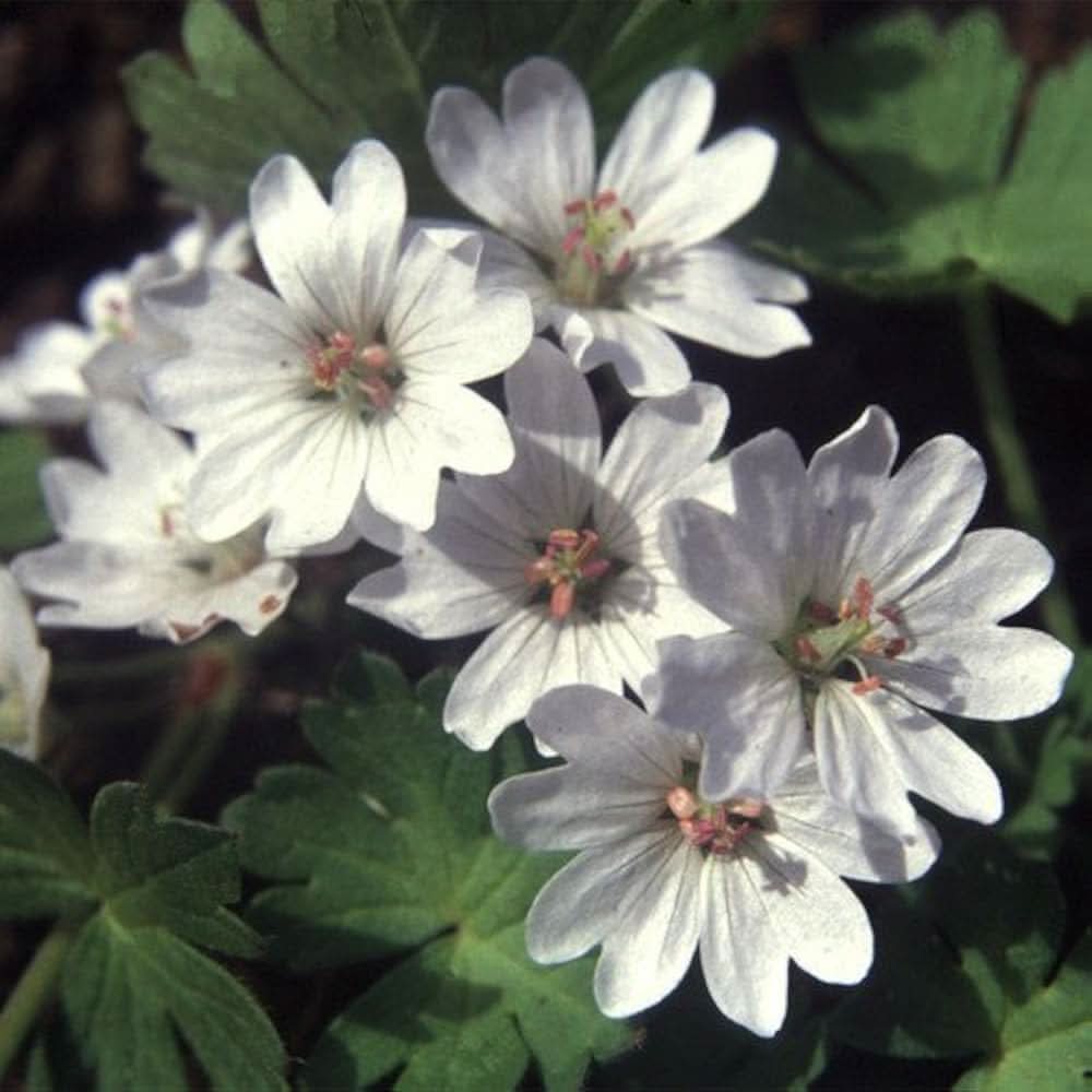geranium pyrenaicum flower seeds
