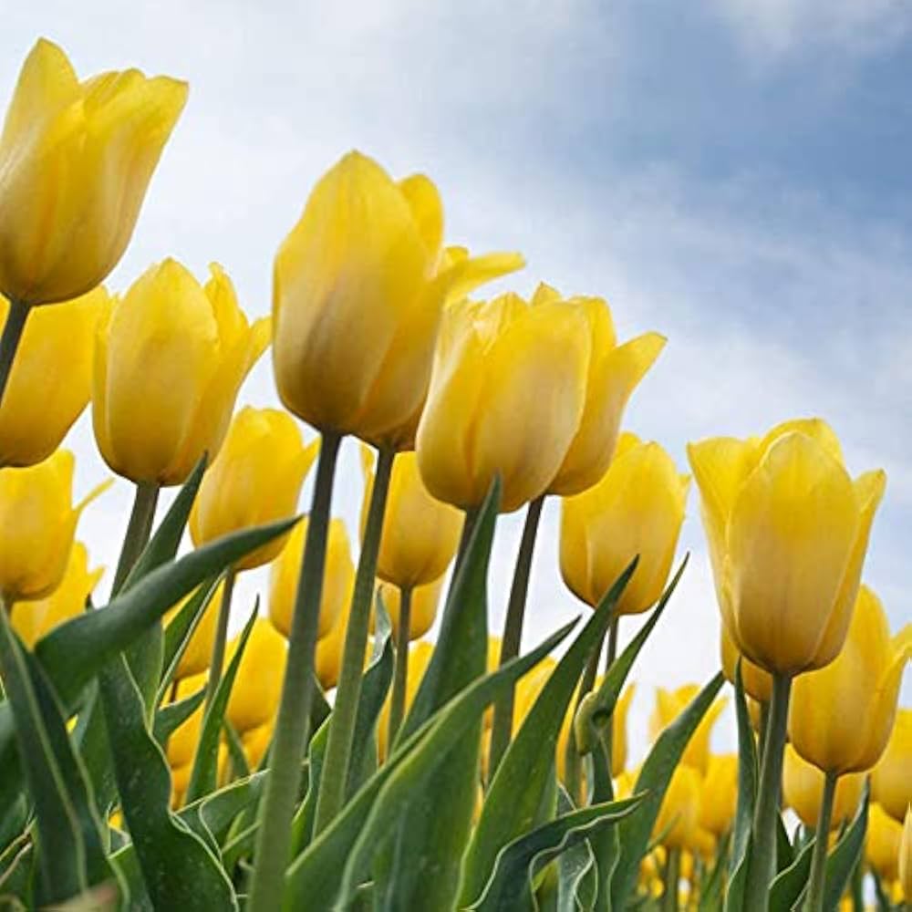 Yellow Tulip Flower Seeds for Garden - 200 pcs