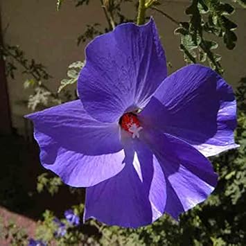 Flower Seeds, Seeds for Planting, Plant Seeds