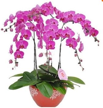 Flower Seeds, Seeds for Planting, Plant Seeds