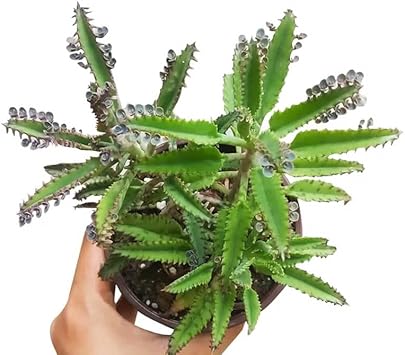 Flower Seeds, Seeds for Planting, Plant Seeds