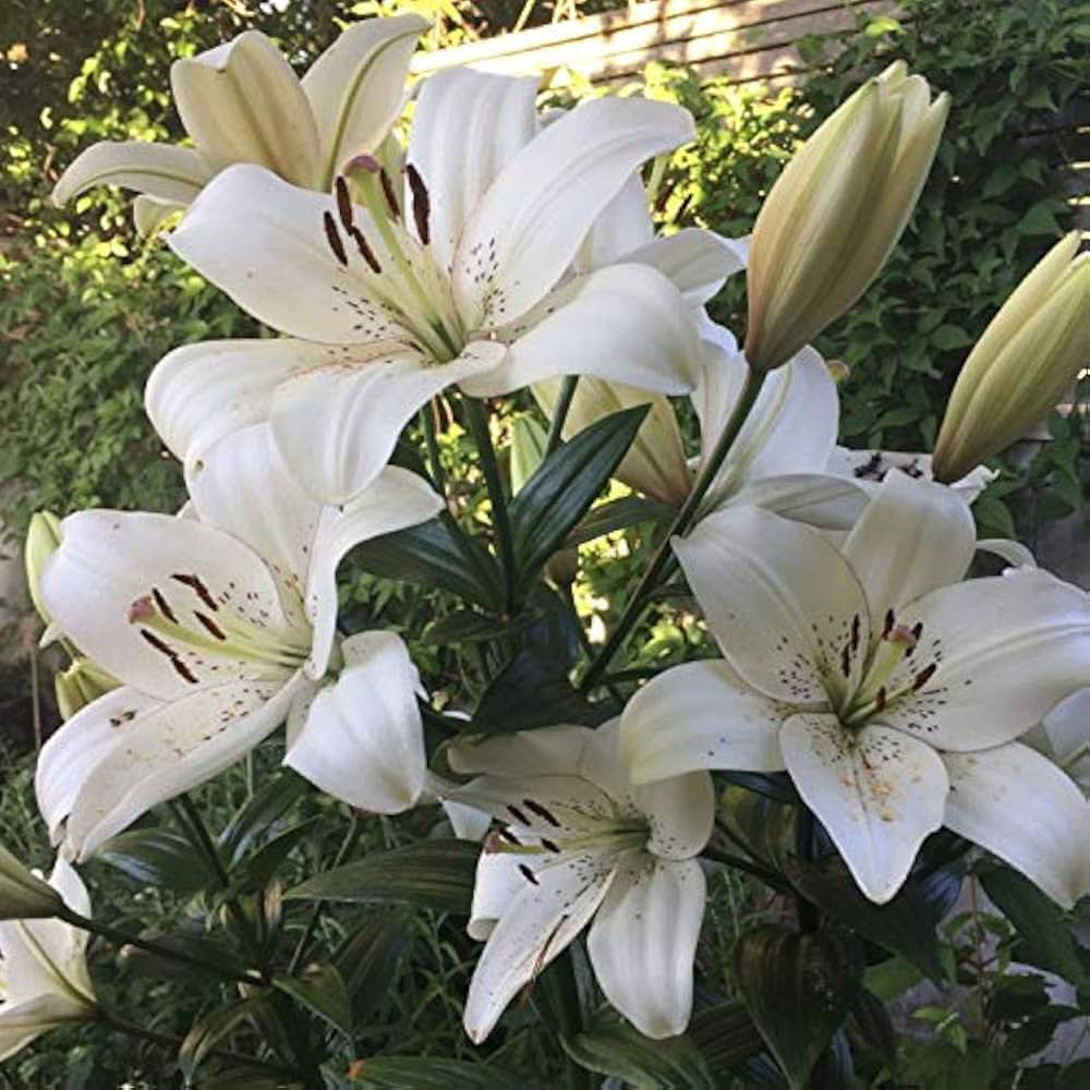 white velvet flower seeds