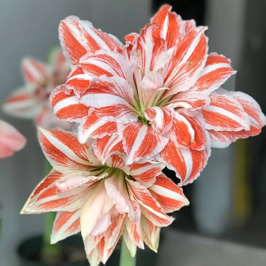 Amaryllis White Orange Flower Seeds for Planting 100 pcs