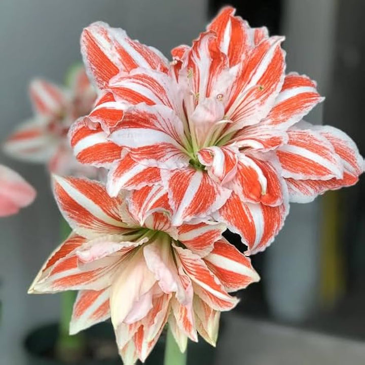 Amaryllis Hvid Orange Blomsterfrø til Plantning 100 stk