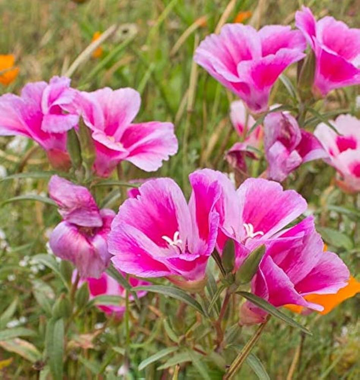 Pink Clarkia Amoena Flower Seeds for Planting – Heirloom Non-GMO High Germination Organic Garden Seeds