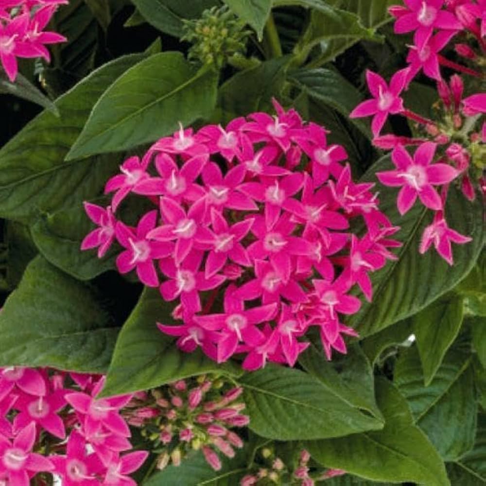 Lanceolata Flower Seeds for Planting - Pink 100 pcs