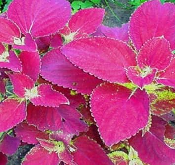 Flower Seeds, Seeds for Planting, Plant Seeds