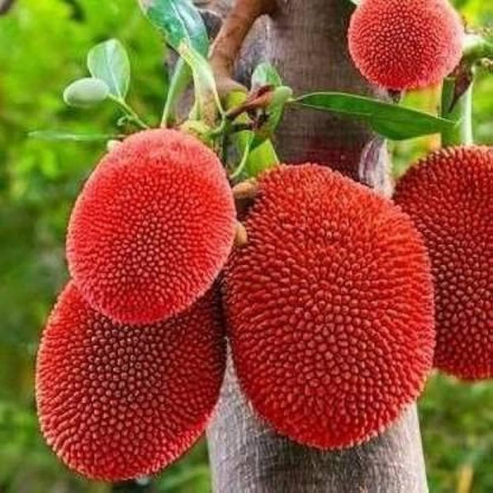 Red Jackfruit Fruit Seeds for Planting -Sweet Tropical Tree for Your Garden, GMO Free Seeds