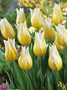 yellow white flower seeds