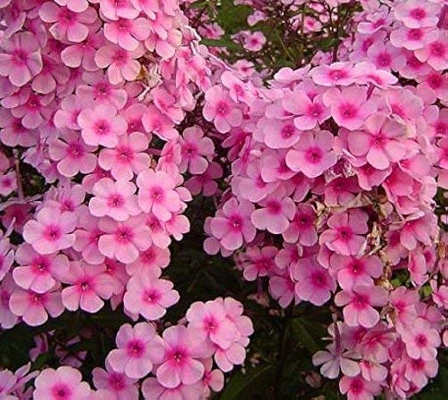 brilliant phlox flower seeds