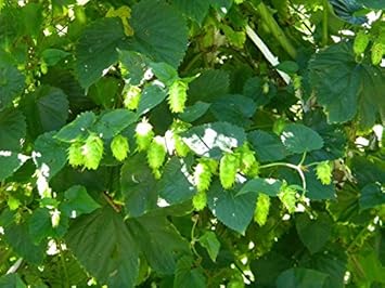green hop flower seeds