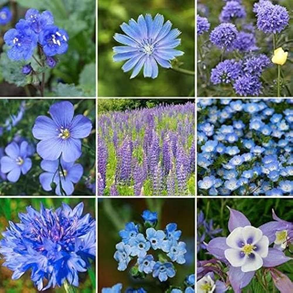 fine gardens flower seeds