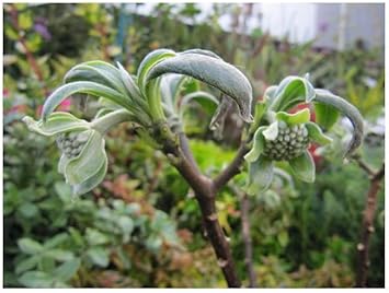 Flower Seeds, Seeds for Planting, Plant Seeds