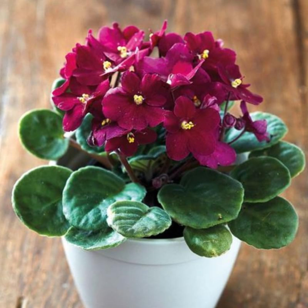 red violet flower seeds