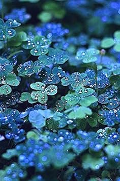 Flower Seeds, Seeds for Planting, Plant Seeds