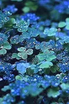 blue green flower seeds