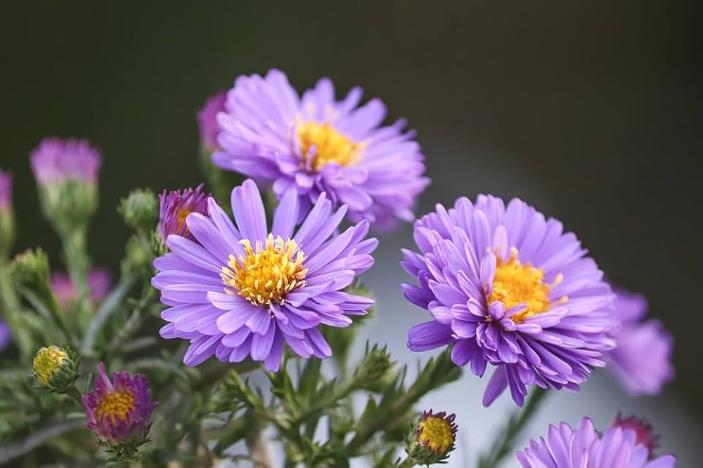 aster aster flower seeds