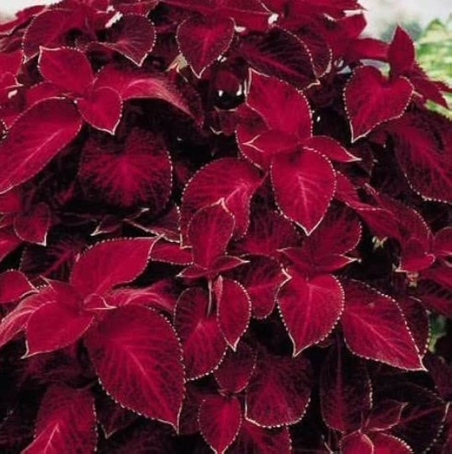 heirloom non flower seeds