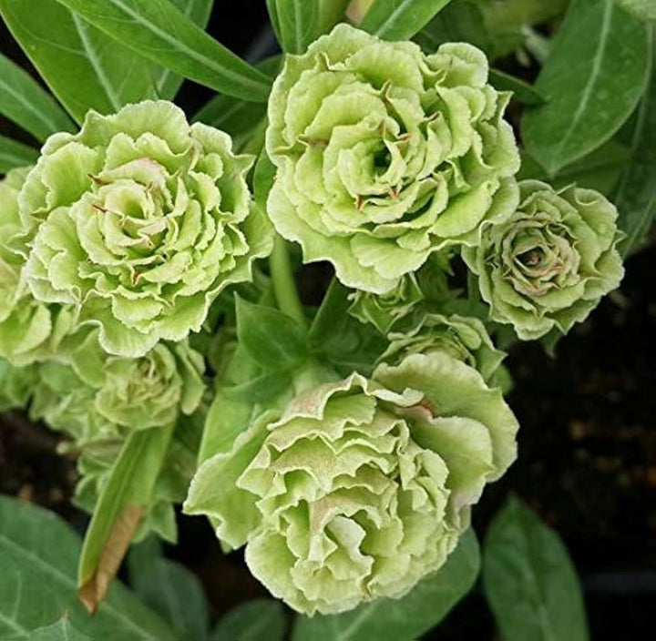 Heirloom Non-GMO Light Green Adenium Obesum Flower Seeds for Planting – Desert Rose Bonsai Seeds