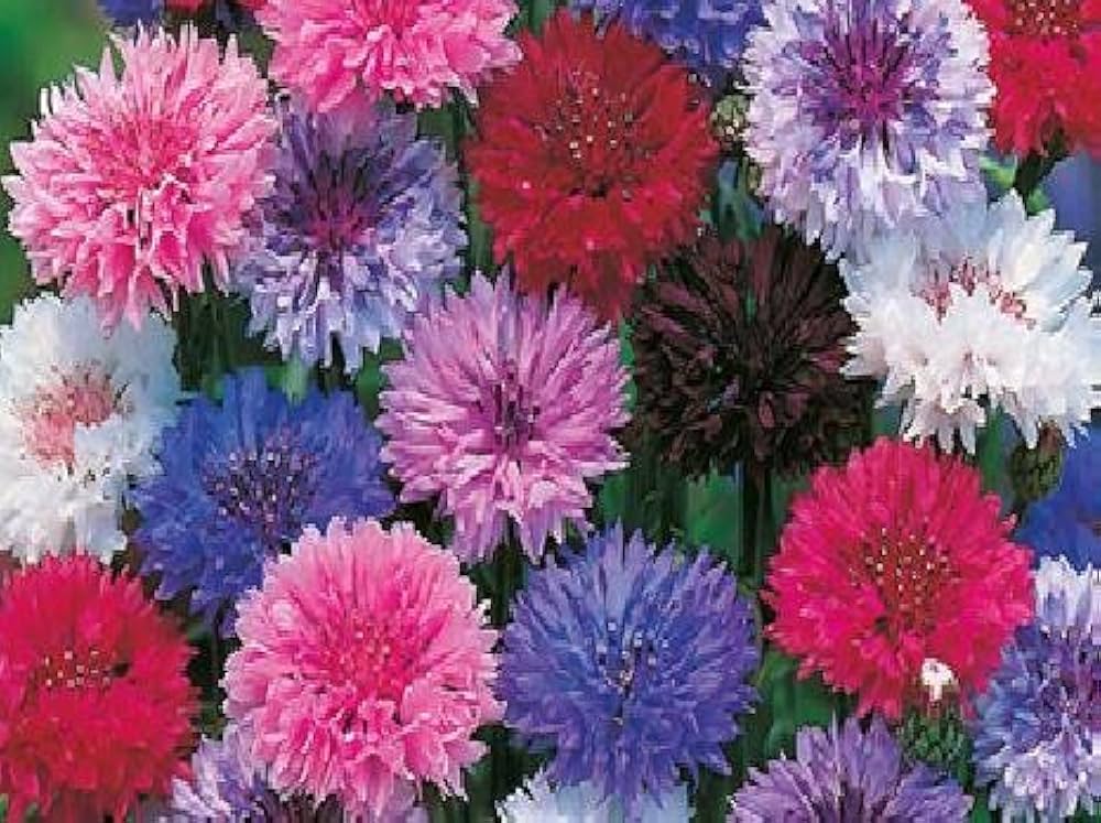 white winky flower seeds