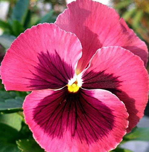 Pink White Pansy Flower Seeds for Planting - 100 pcs