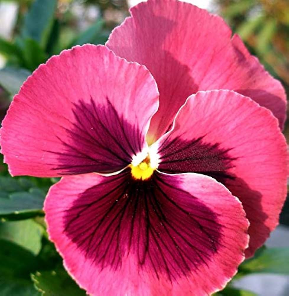 Heirloom Pansy Flower Seeds for Planting, Non-GMO