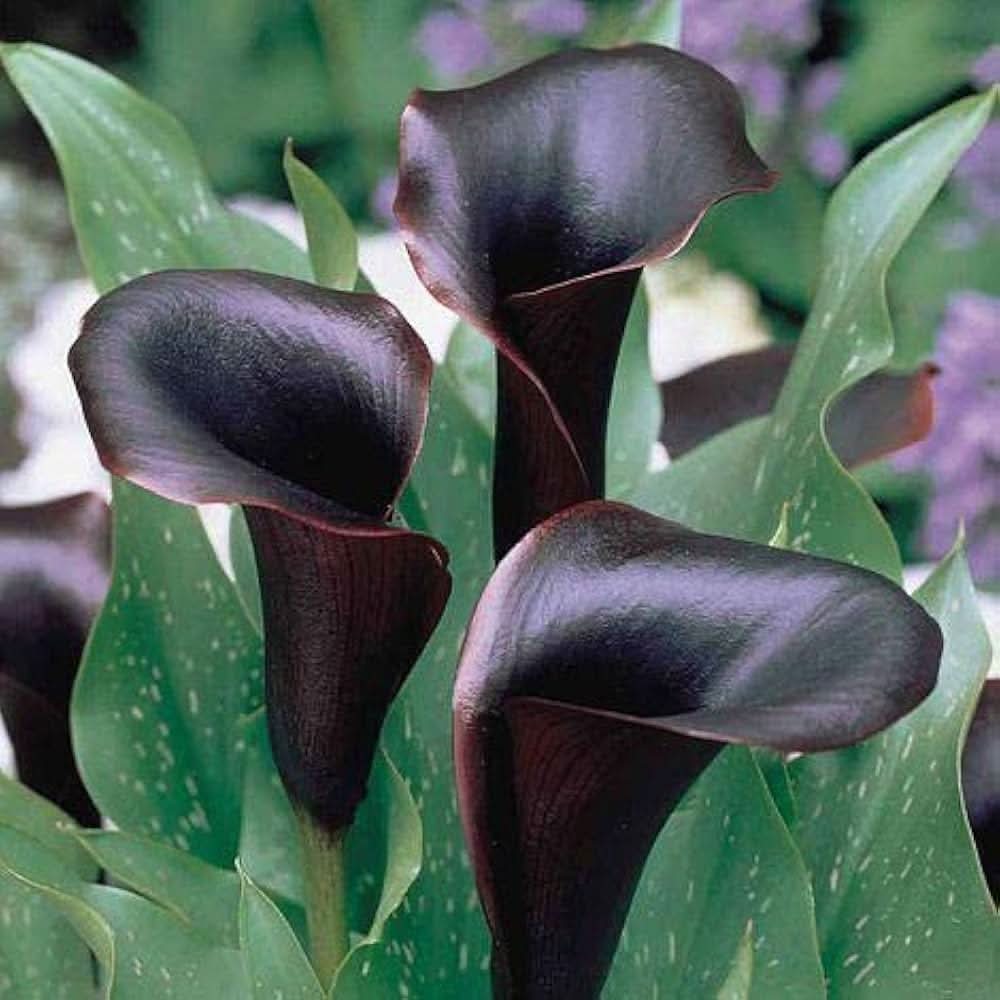 calla lily flower seeds