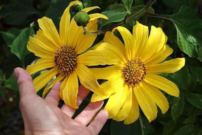daisy flower flower seeds