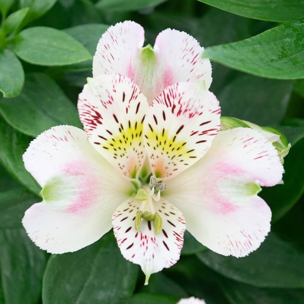white alstroemeria flower seeds