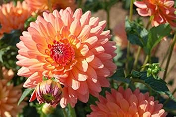 Flower Seeds, Seeds for Planting, Plant Seeds